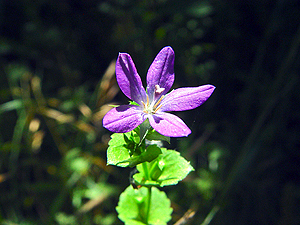 Triodanis perfoliata perfoliata