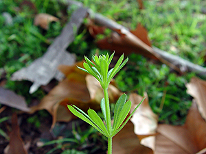 Galium aparine