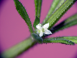 Galium aparine