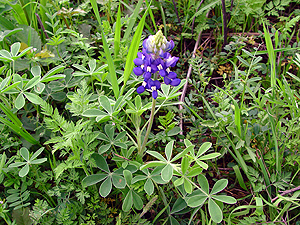 Lupinus texensis