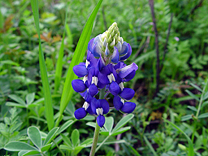 Lupinus texensis